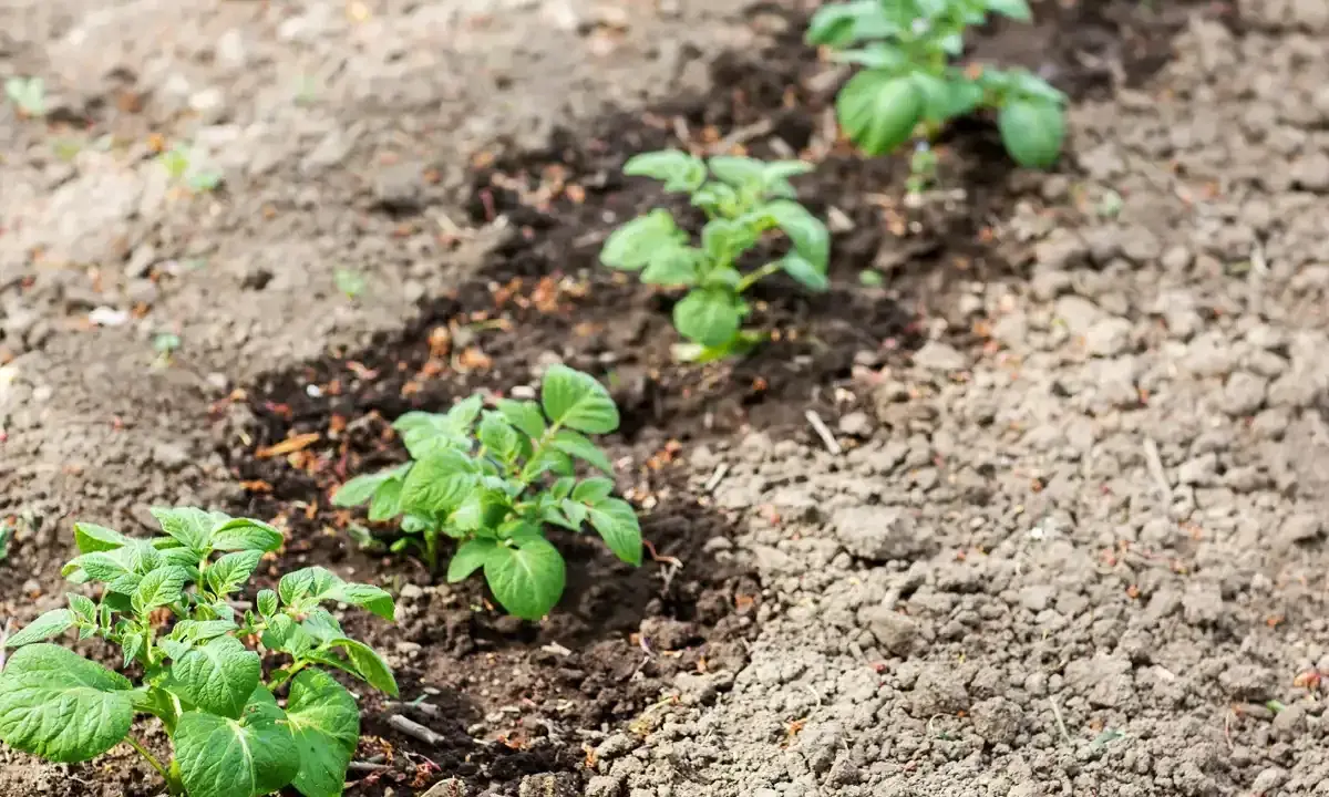 Jeunes plants de pommes de terre poussant dans une terre argileuse, alignés dans un champ.
