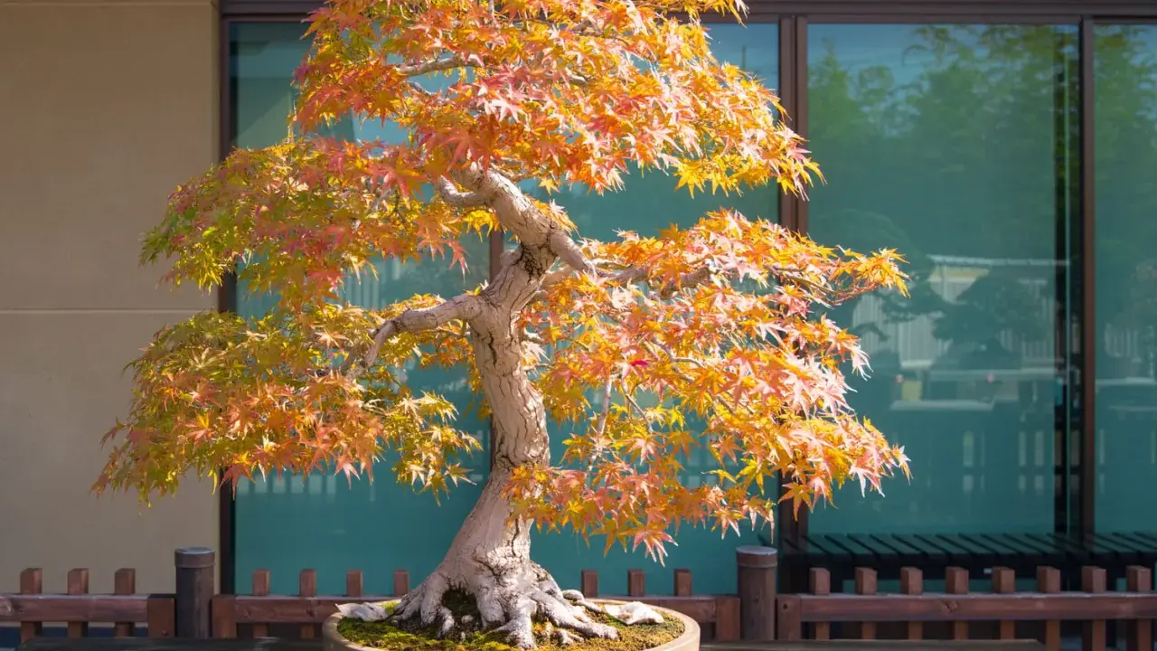 Un magnifique érable du Japon aux feuilles flamboyantes d'automne, sculpté en bonsaï, se dresse sur une table en bois devant une fenêtre reflétant la nature.