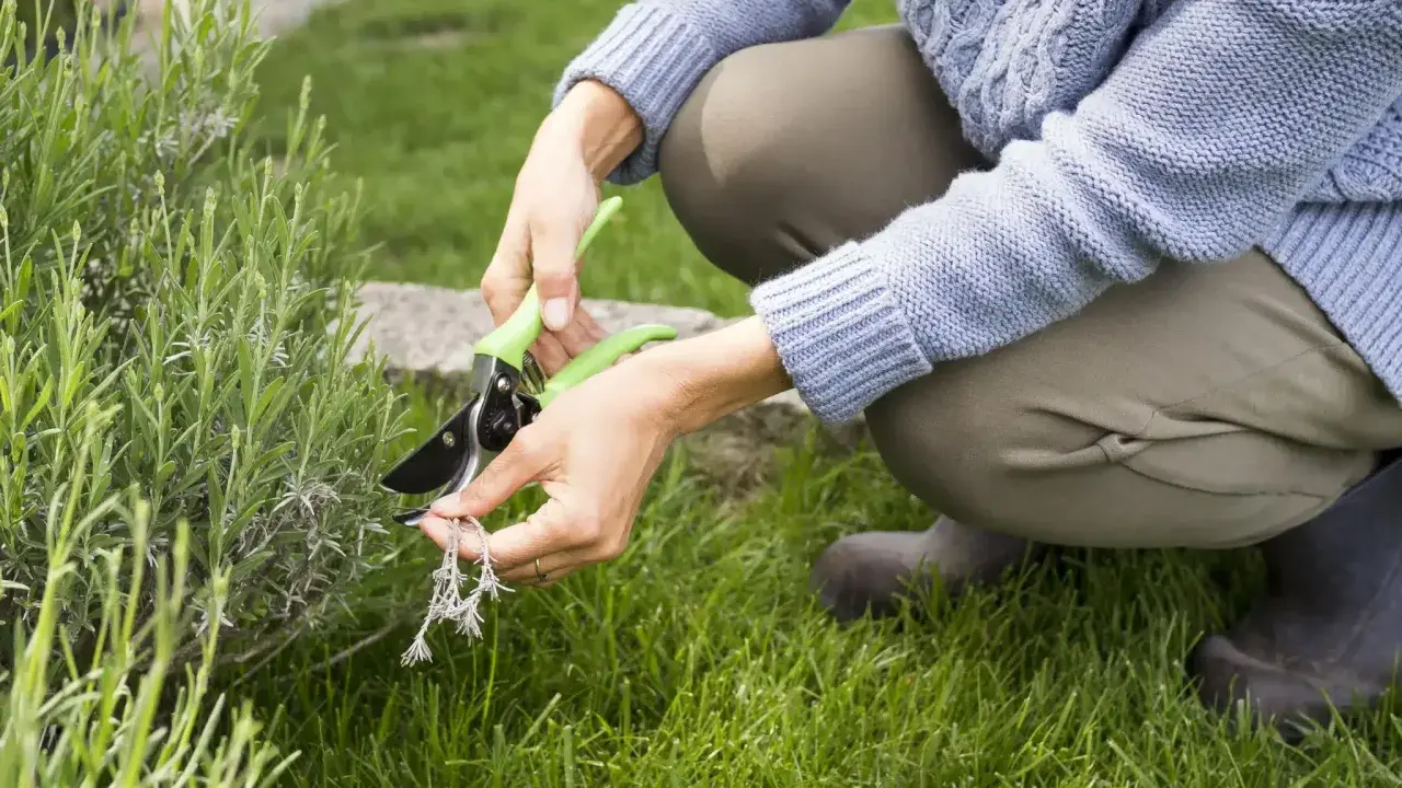 Une personne taille une plante verte avec des ciseaux. C'est le temps de levée du gazon, parfait pour entretenir le jardin.