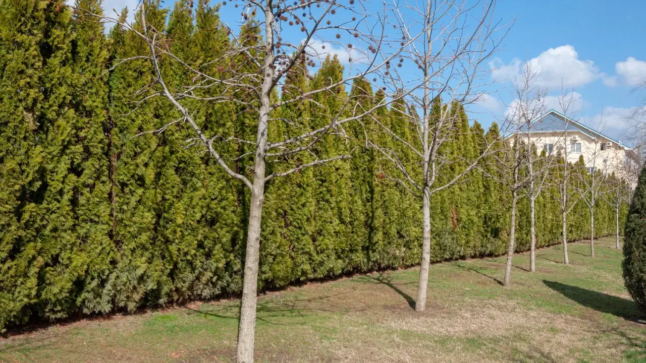 Une haie anti bruit dense et verte borde un jardin avec des arbres dénudés. Au loin, une maison aux toits bleus se dessine.