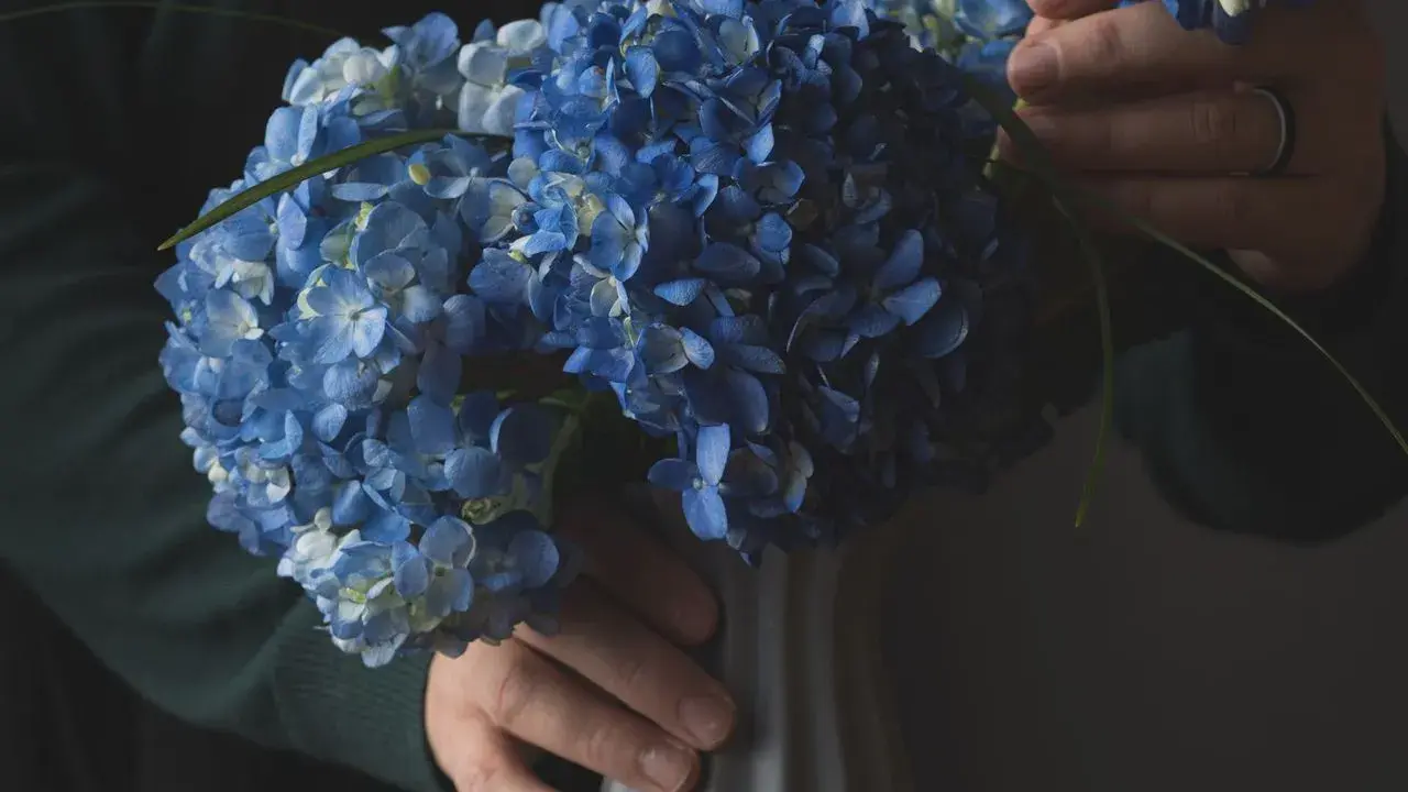 Un bouquet d'hortensias bleus est placé dans un vase gris. Les mains ajustent délicatement les fleurs, comme si elles préparaient la terre pour hortensia.