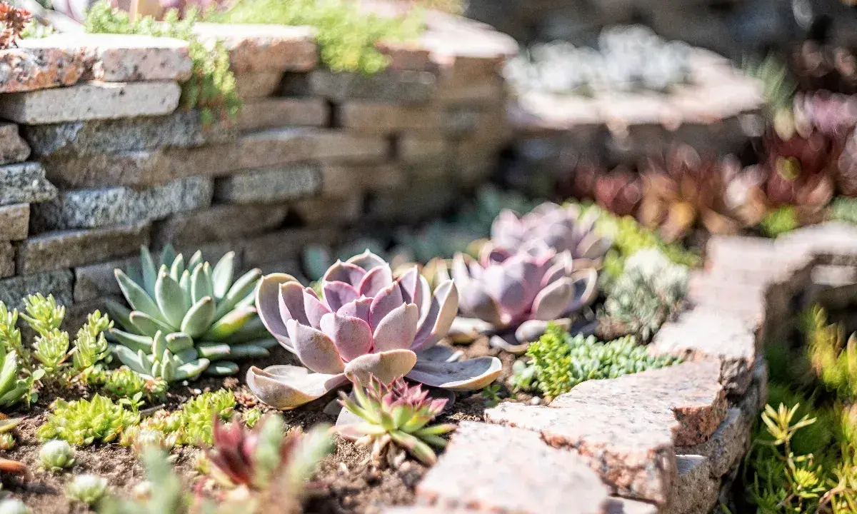 Un jardin ensoleillé avec des plantes grasses extérieur aux teintes rosées et vertes, nichées entre des murets de pierre.