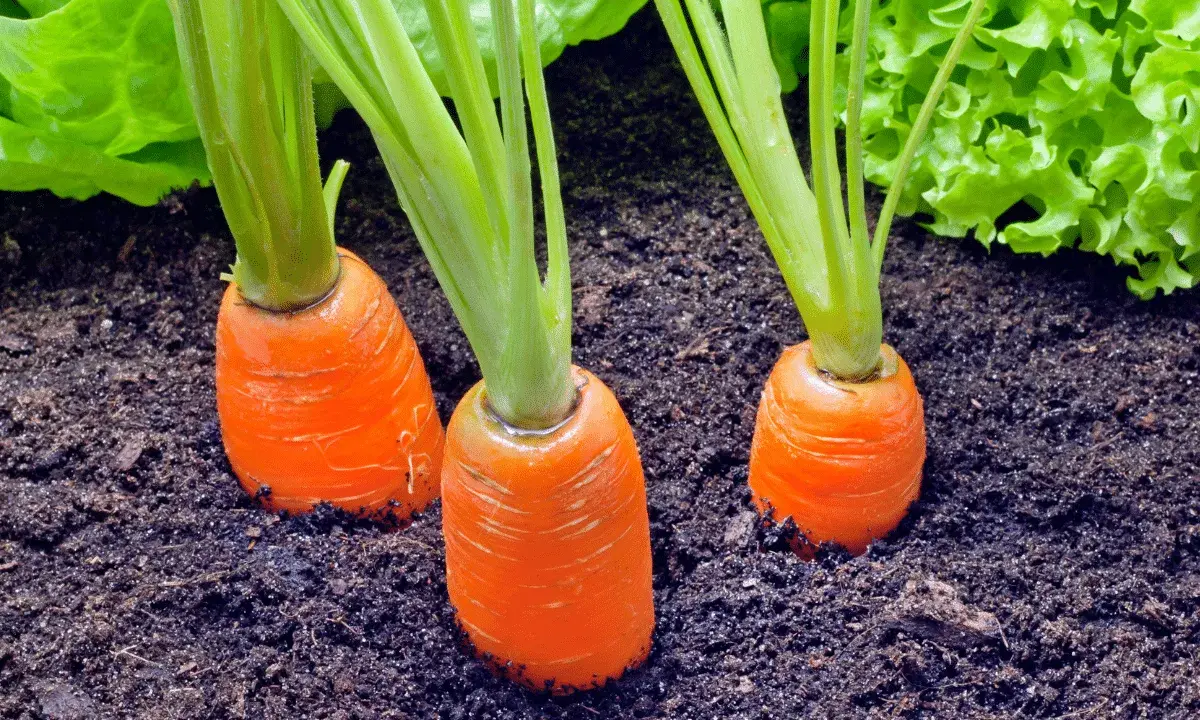 Trois carottes orange poussent dans la terre, avec des feuilles de laitue verte en arrière-plan.