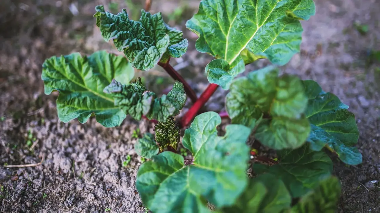 Jeune plant de rhubarbe aux feuilles vertes et nervurées, tiges rouges. Le purin de rhubarbe est un excellent engrais naturel.