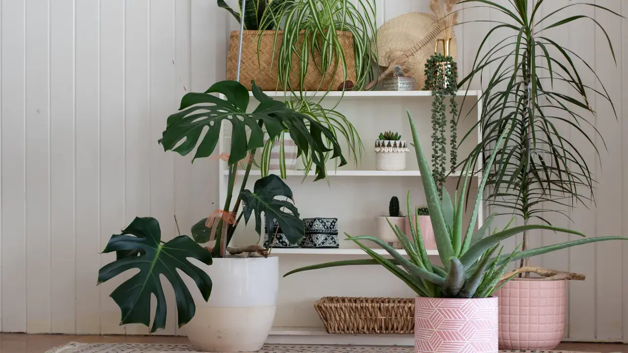 Collection de plantes d'intérieur, dont un Monstera et un Aloe Vera, dans des pots décoratifs. Un coin verdoyant idéal pour une plante extérieur sans entretien.