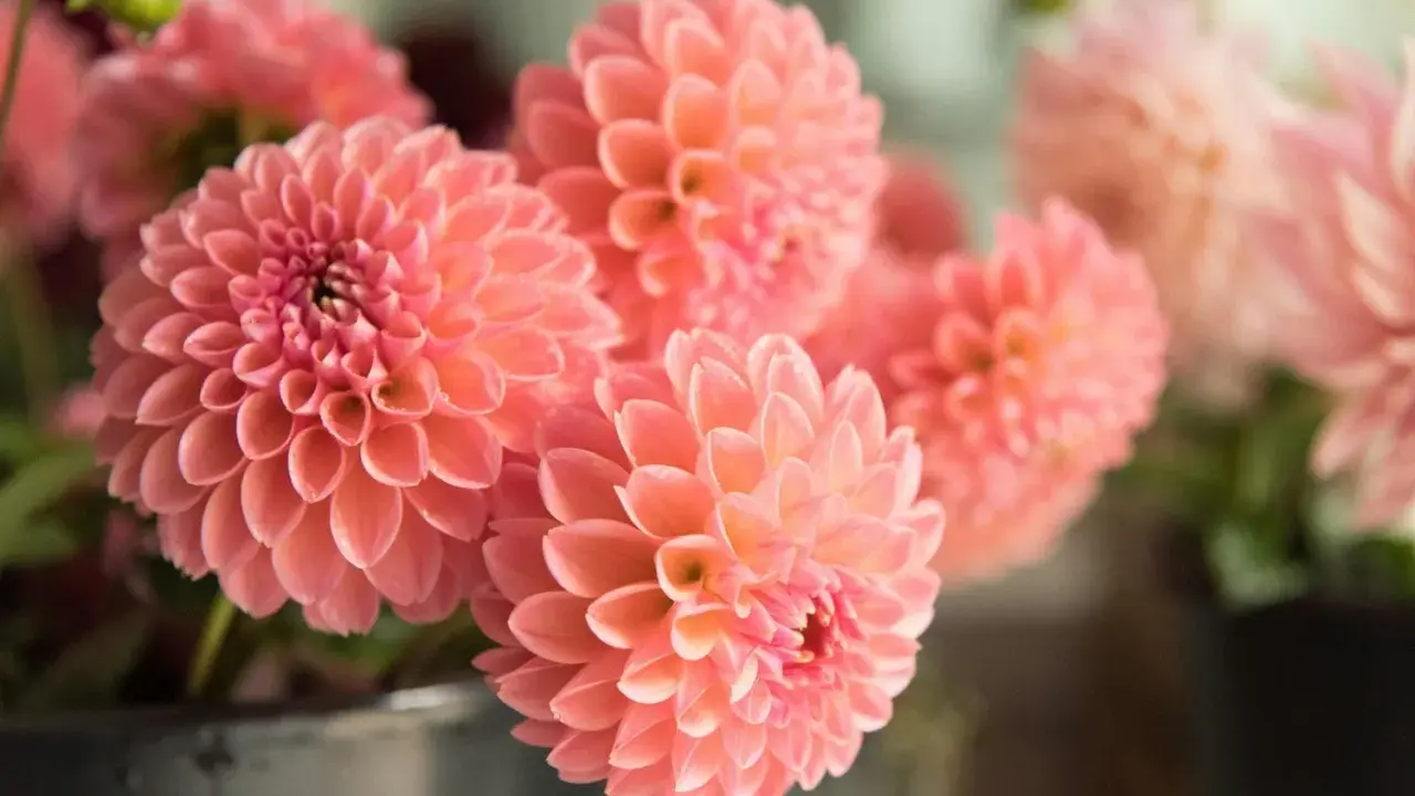 Un bouquet de fleurs dahlia roses, aux pétales délicats et parfaitement arrangés, évoque la douceur de l'été.