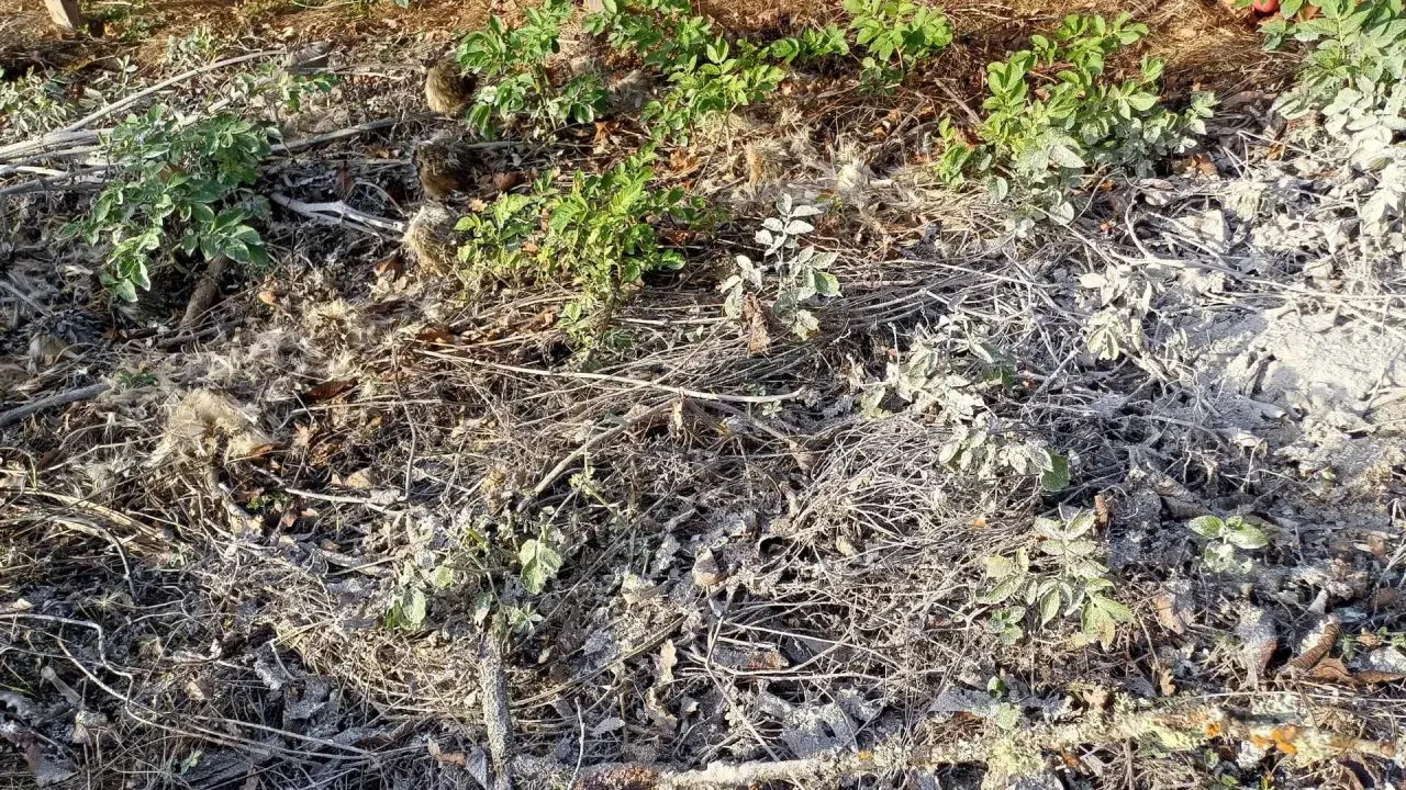 Terre recouverte de brindilles sèches, de feuilles mortes et d'une fine couche de cendre dans un jardin. Quelques pousses vertes émergent.