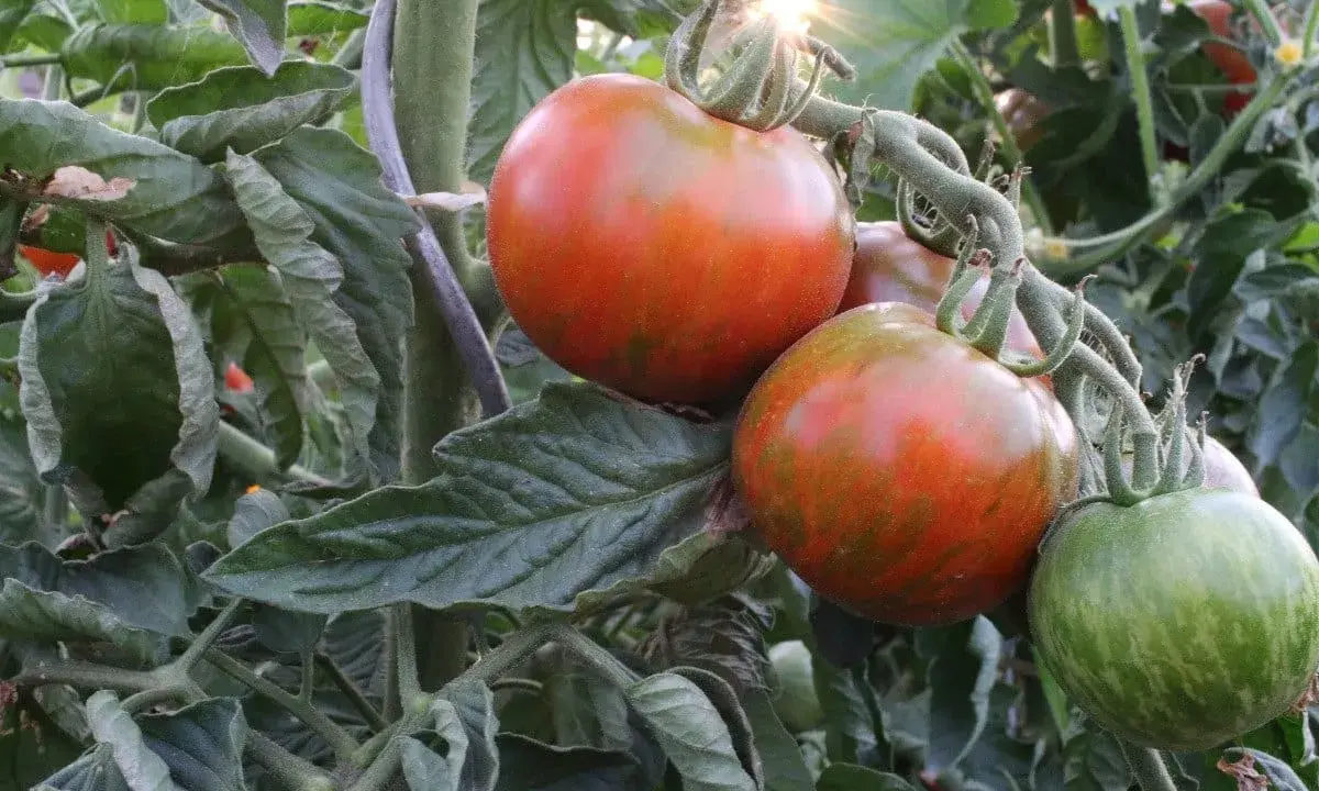 Gros fruits tigrés sur un pied de tomate, certains mûrs et rouges, d'autres encore verts. Le soleil brille à travers les feuilles.