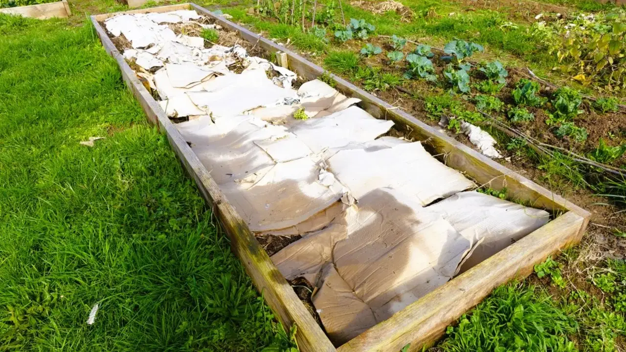 Un carré potager utilise du carton pour couvrir le sol, une astuce pour savoir que mettre au sol pour éviter les mauvaises herbes.