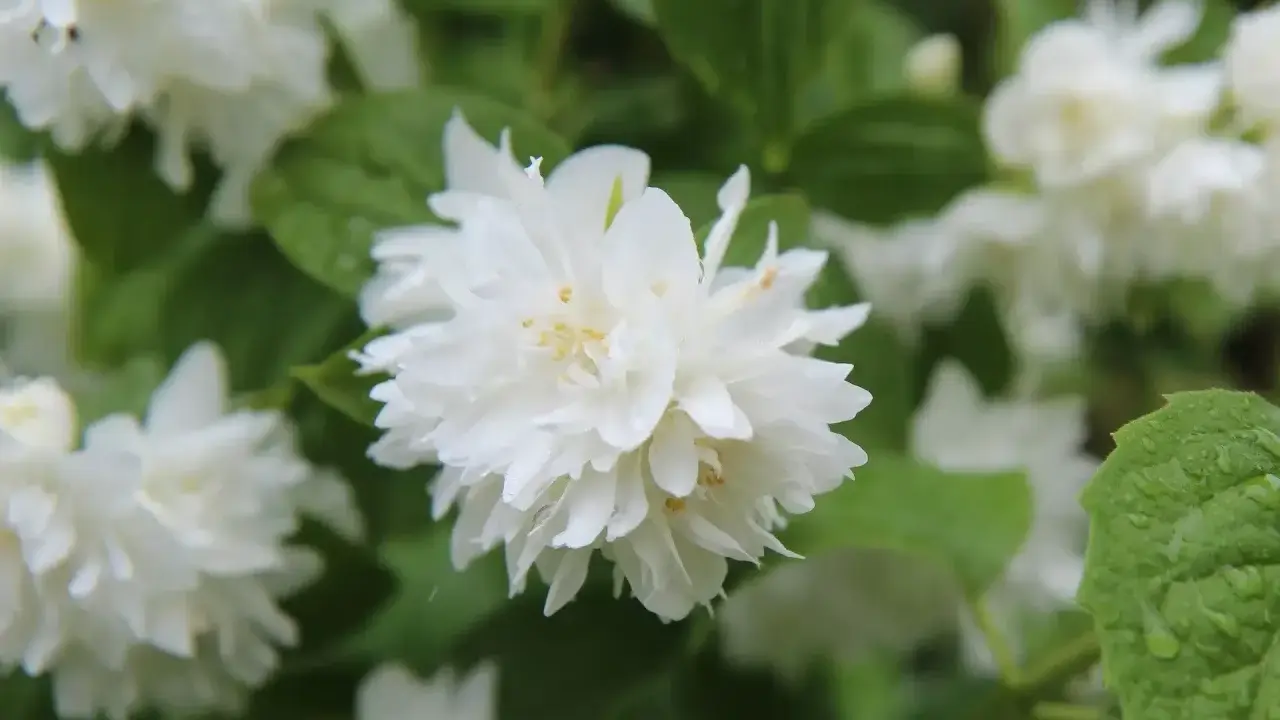 Gros plan sur une fleur de seringat double, ses pétales blancs délicats contrastant avec le feuillage vert. Une taille de seringat bien entretenue.