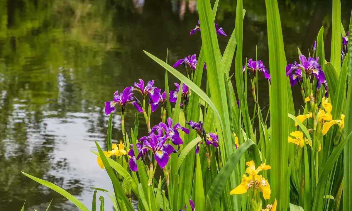 Des iris d'eau violets et jaunes s'épanouissent au bord d'un étang aux reflets verts.