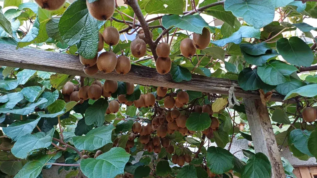 Un kiwi arbre chargé de fruits bruns et duveteux, suspendus à des branches sous un support en bois.