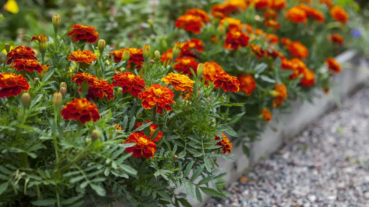 Un parterre d'oeillet d'inde potager aux couleurs vives, rouge et orange, borde un chemin de gravier.