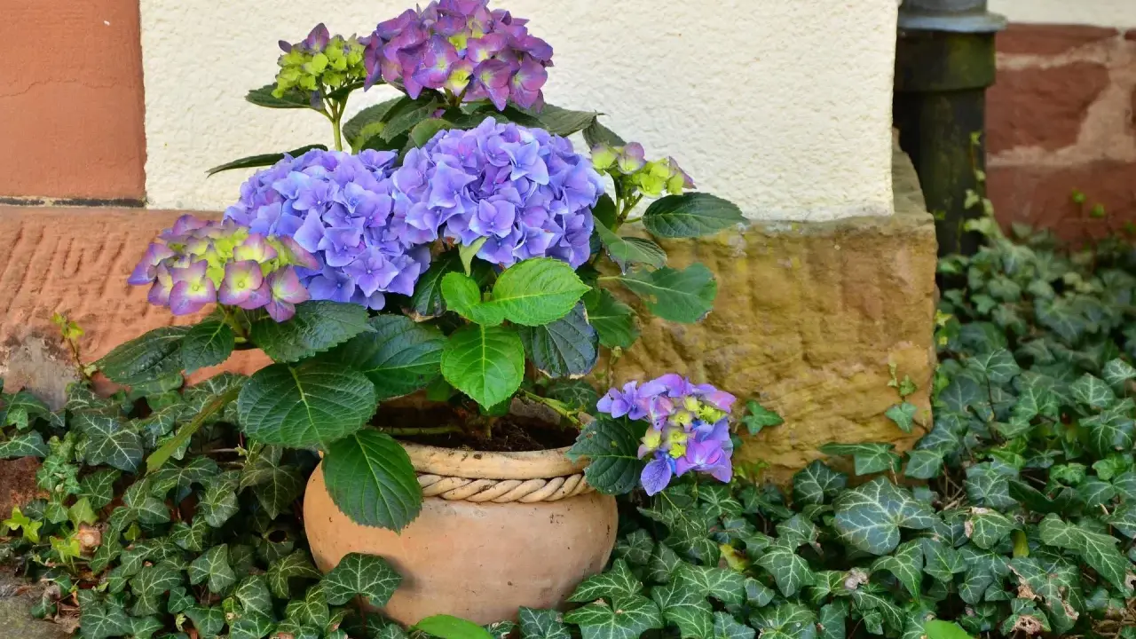 Hortensias bleus et violets dans un pot en terre cuite, entourés de lierre. Idéal pour savoir que planter avec des hortensias.