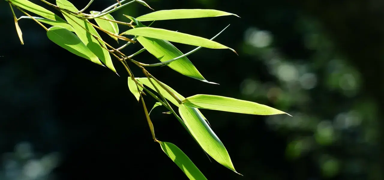 Bouture de bambou aux feuilles vertes translucides, éclairées par le soleil, sur fond sombre et flou.