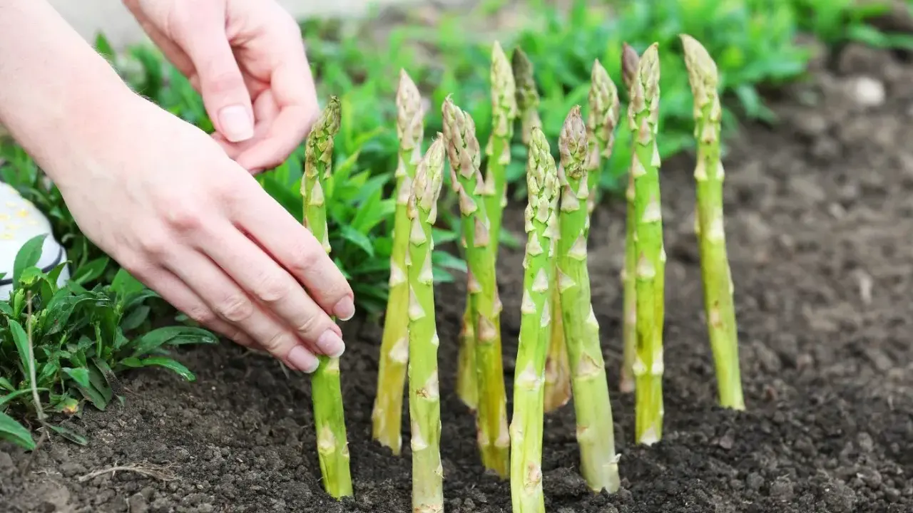 Mains douces ajustant une jeune asparagus plante dans la terre. Les tiges vertes pointent vers le ciel, prêtes à pousser.