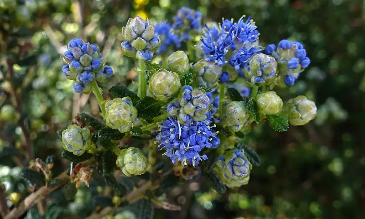 Grappe de fleurs bleues et de bourgeons verts d'un ceanothe rampant, sur fond flou de verdure.