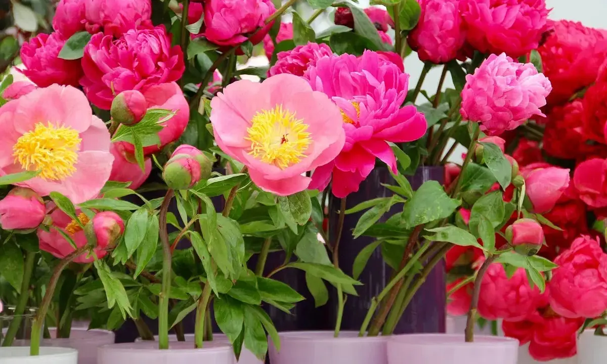 Un bouquet de pivoines roses et fuchsia, certaines en bouton, prêtes à être plantées.