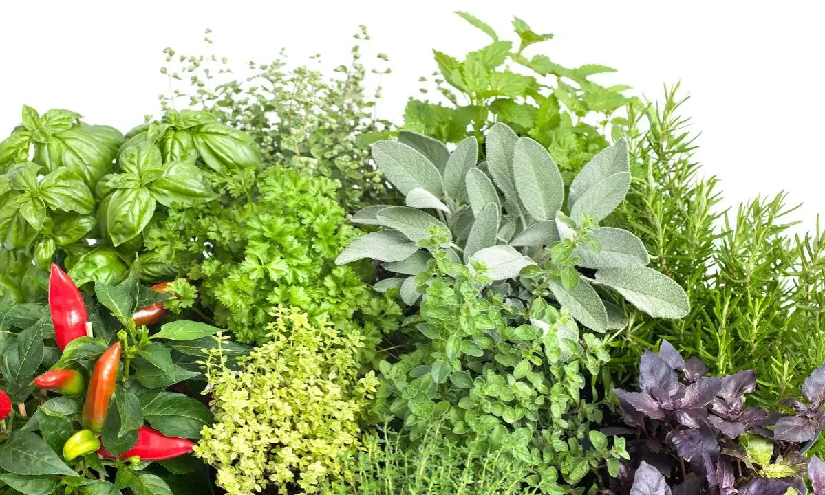 Un assortiment de plantes aromatiques : basilic, persil, sauge, thym, romarin, menthe, origan et piments. Idéal pour savoir quelles plantes aromatiques planter ensemble.