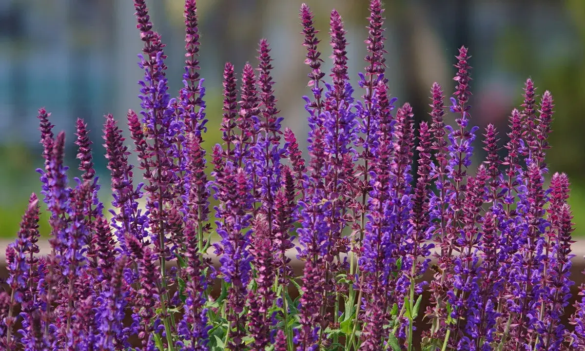 Épis de sauge ornementale aux teintes violettes et pourpres, se dressant fièrement dans un jardin ensoleillé.