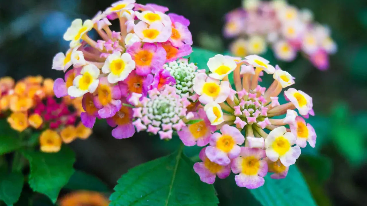 Grappes de fleurs de lantana camara aux couleurs vives, rose, jaune et blanc, sur fond vert sombre.