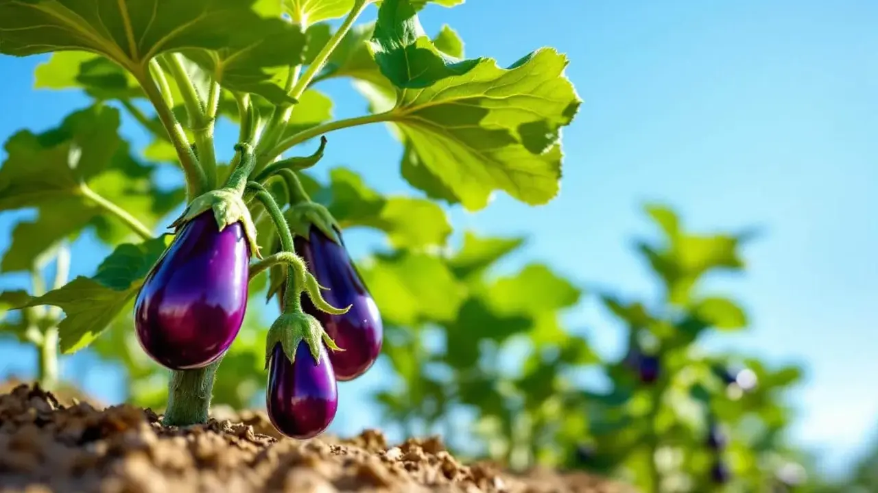 Trois aubergines violettes, de taille parfaite, pendent sous des feuilles vertes luxuriantes, prêtes à être cueillies.