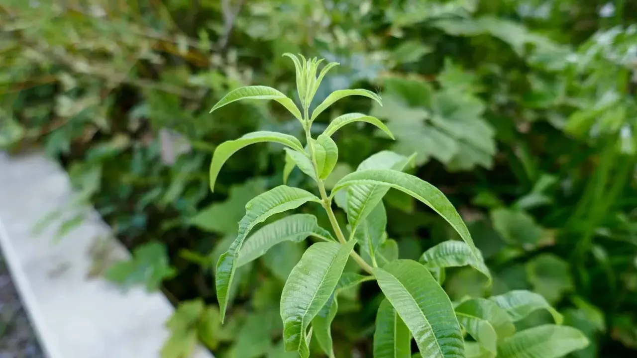 Une tige de verveine citronnelle aux feuilles vertes vives pousse dans un jardin.