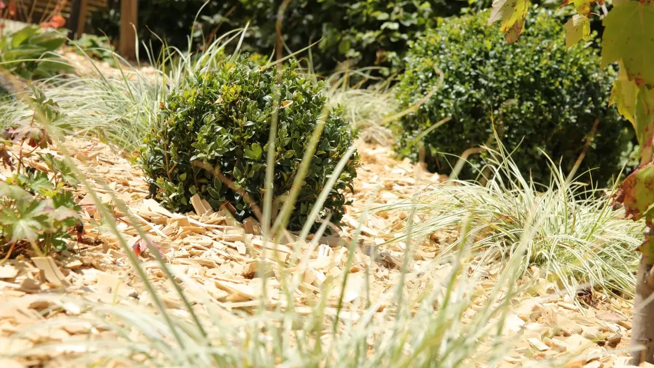 Un jardin avec des buis et des graminées sur un paillage de copeaux de bois. Un choix esthétique et pratique pour savoir quel paillage choisir.