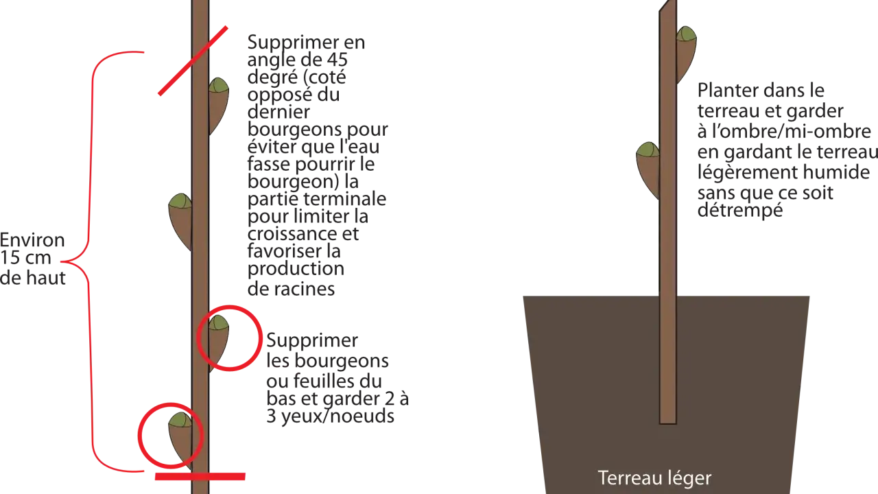 Illustration montrant la préparation d'une bouture d'arbuste et sa plantation.