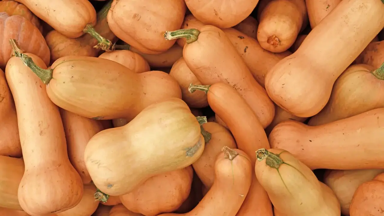 Un tas de courges butternut, certaines allongées, d'autres plus rondes, prêtes à être cuisinées.