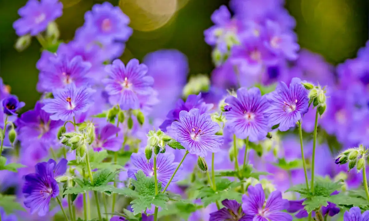 Un parterre de fleurs violettes, des géraniums vivaces aux pétales délicats, s'épanouissent sous un doux soleil.