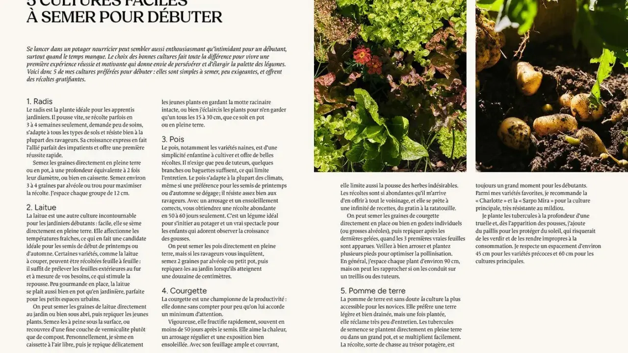 Des courgettes poussent dans un potager, limitant les mauvaises herbes. Le texte donne des conseils pour débuter au jardin.