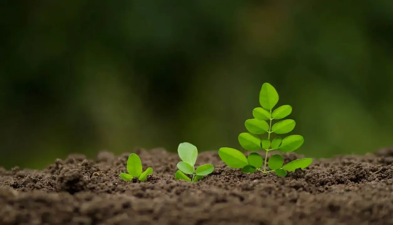 Trois jeunes pousses vertes émergent du sol brun, symbolisant la croissance et le début d'un projet, comme semer gazon.