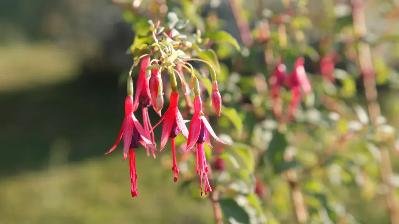 Grappe de fleurs de fushia aux pétales rouges vifs et au cœur violet, pendantes comme des clochettes.
