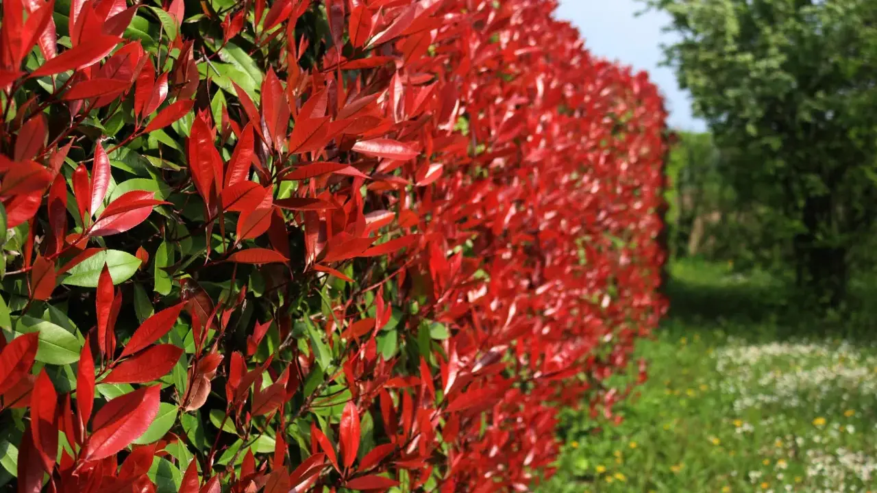 Haie de Photinia aux feuilles rouge vif et vertes, avec un champ fleuri en arrière-plan.