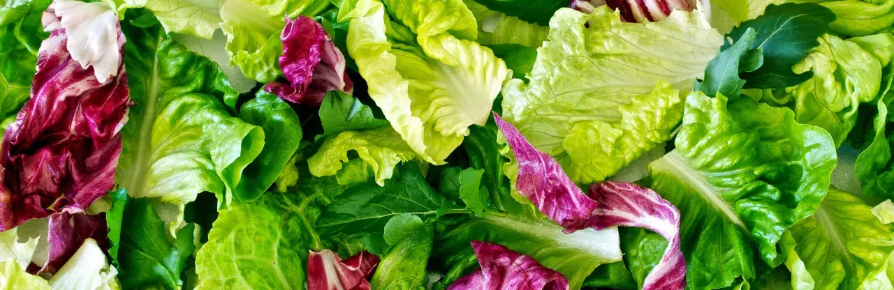 Un assortiment coloré de feuilles de laitue et de radicchio, prêt pour une salade à couper.