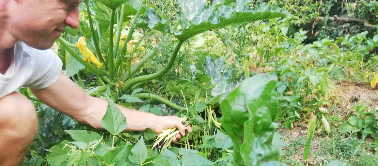 Un jardinier récolte des haricots verts et jaunes, prêts à être semés pour une nouvelle récolte.