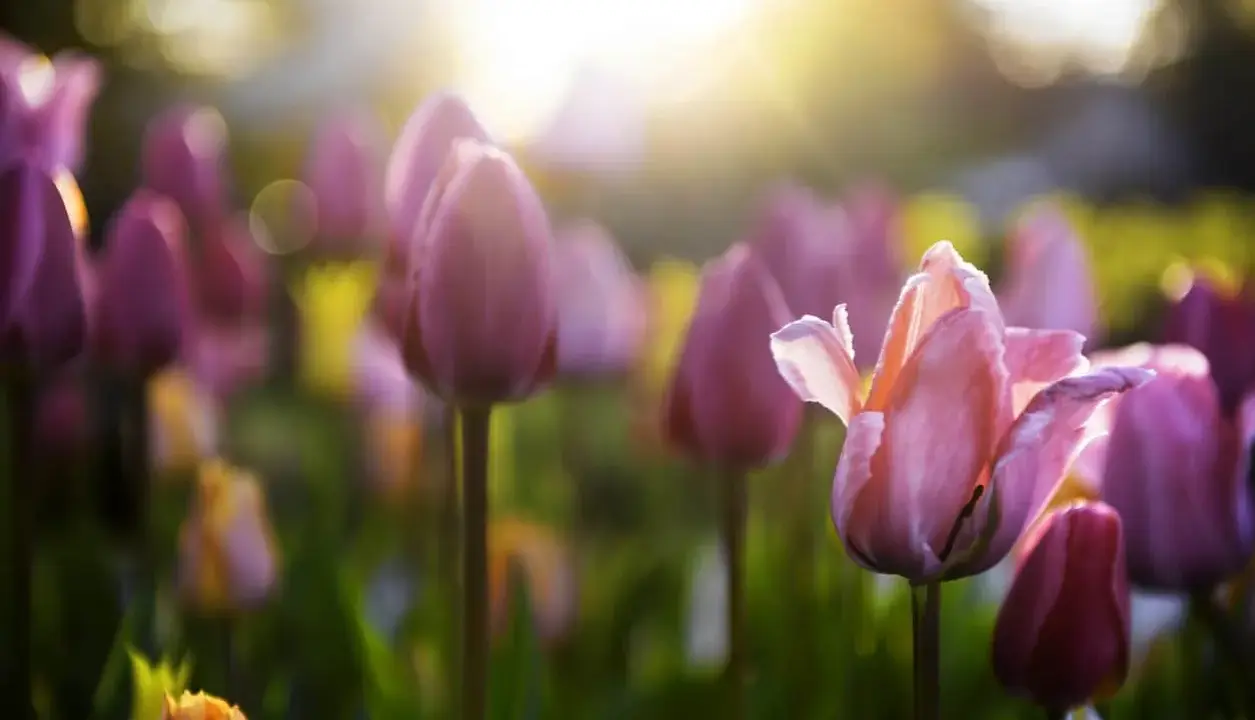 Champ de tulipes roses et violettes baigné par la lumière dorée du soleil, annonçant le retour des fleurs de printemps.