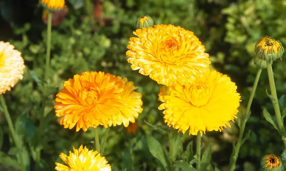 Plusieurs soucis fleur aux teintes orangées et jaunes éclatantes s'épanouissent dans un jardin verdoyant.