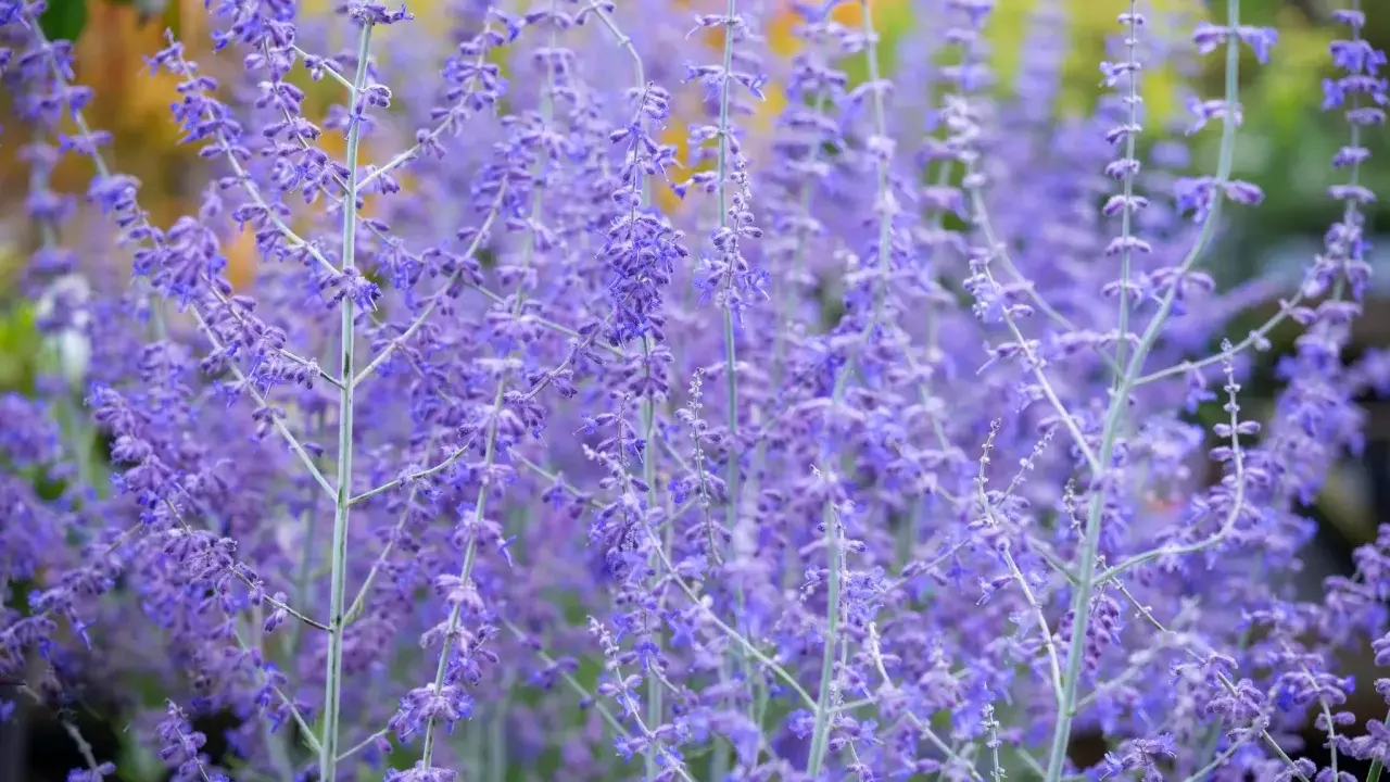 Des fleurs violettes de sauge d'Afghanistan s'élèvent, créant un tapis de couleur douce.