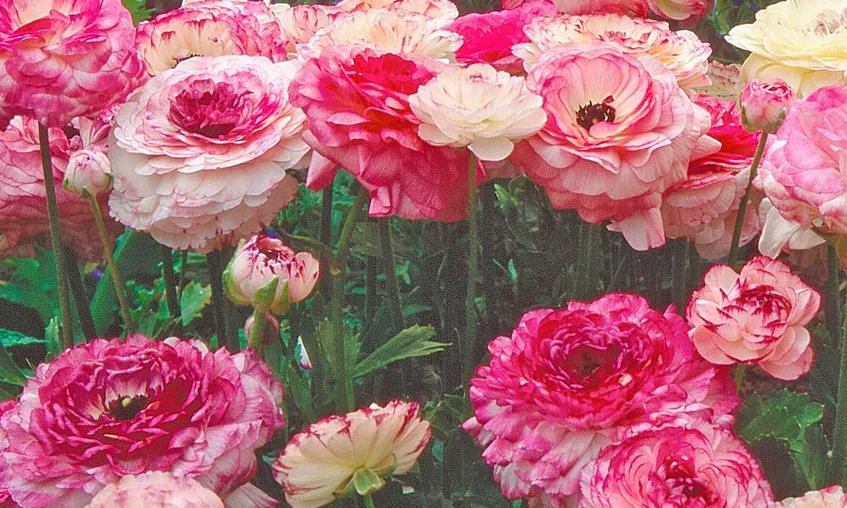 Un bouquet de renoncules aux pétales roses et blancs, certaines avec des touches de fuchsia, évoque un jardin printanier.