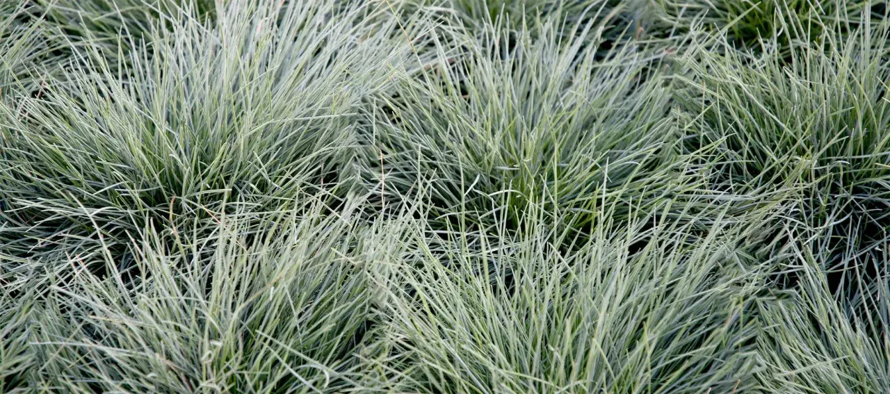 Gros plan sur des touffes d'herbe bleu-vert aux fines feuilles dressées.
