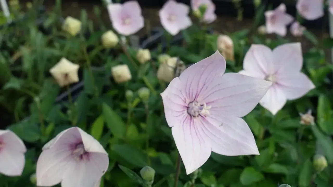 Fleurs d'été roses et blanches, en forme d'étoile, avec des veines violettes, épanouies dans un jardin verdoyant.
