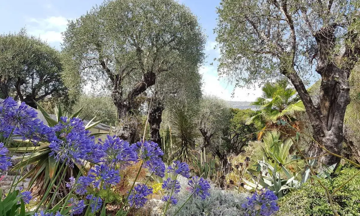 Jardin méditerranéen luxuriant avec des agapanthes bleues éclatantes, des oliviers centenaires et des plantes succulentes. Un paradis de plantes plein soleil sans arrosage.