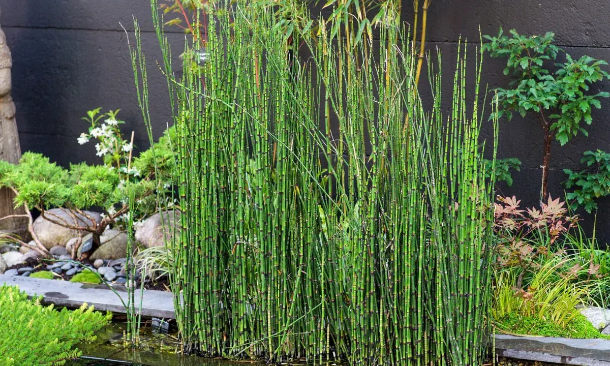 Un bouquet de prêle du Japon, aux tiges vertes segmentées, borde un étang dans un jardin zen.