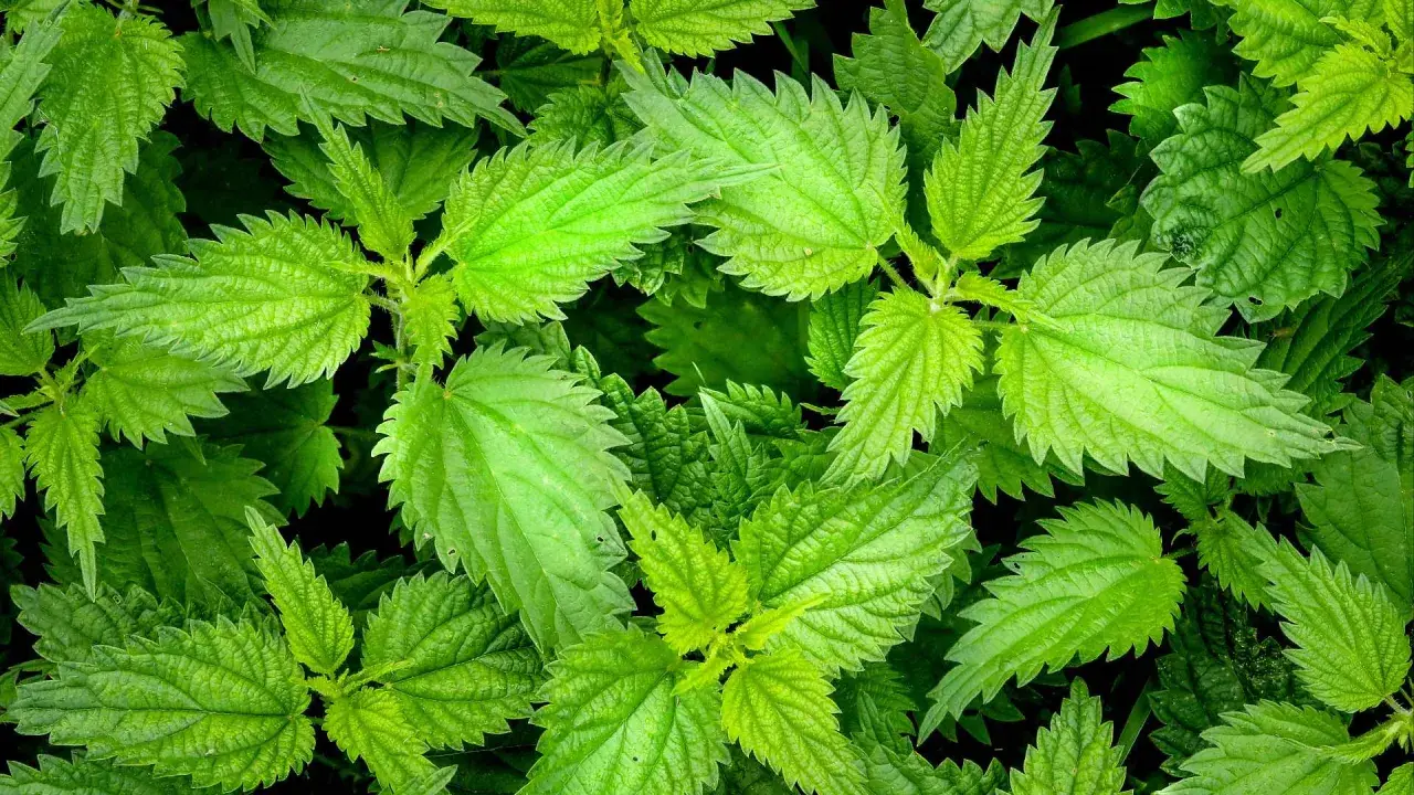 Gros plan sur des feuilles d'ortie vertes et dentelées, prêtes à être transformées en purin d'ortie pour le jardin.