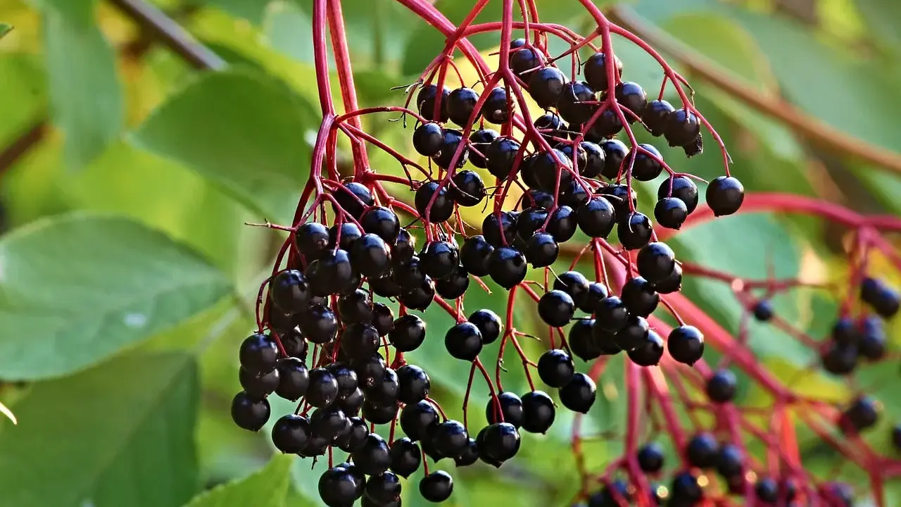 Grappes de baies noires de sureau, prêtes à être transformées en purin de sureau, sur des tiges rouges et des feuilles vertes.