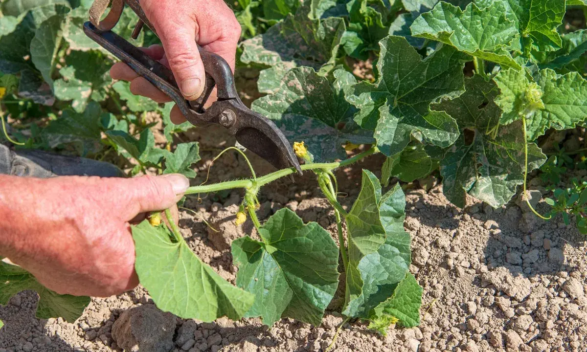 Main d'un jardinier coupant une tige de melon avec des cisailles. La taille du melon est essentielle pour une bonne croissance.