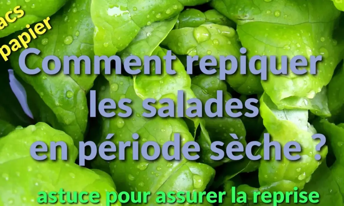 Feuilles de salade vertes et humides. Texte : "Comment repiquer les salades en période sèche ? Astuce pour assurer la reprise.