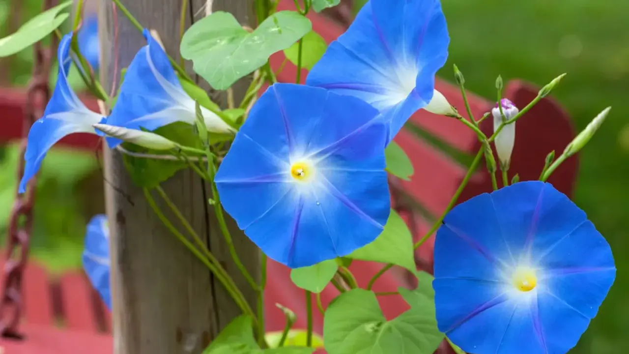 Des ipomées volubilis bleues éclatantes grimpent sur un poteau en bois, leurs trompettes s'ouvrant vers le soleil.